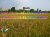 Bài 6: Phân tích đa thức thành nhân tử